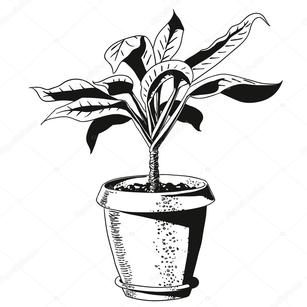 flower in a flowerpot. vector