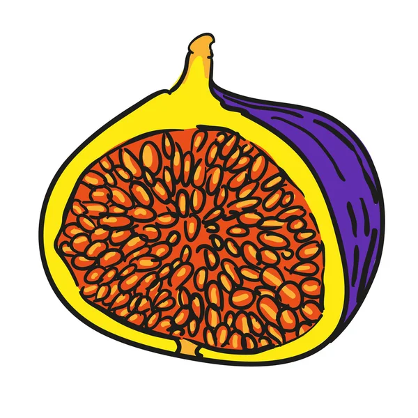 Fík ručně tažené ovoce izolované vektor — Stockový vektor