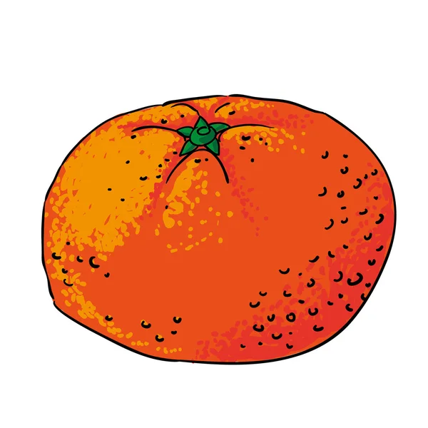 Vettore isolato di frutti pescati a mano mandarini — Vettoriale Stock