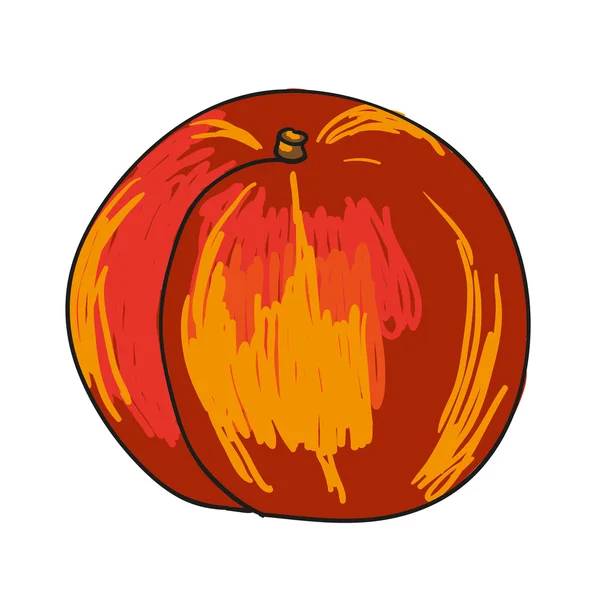 Nectarine - fruits dessinés à la main vecteur isolé — Image vectorielle