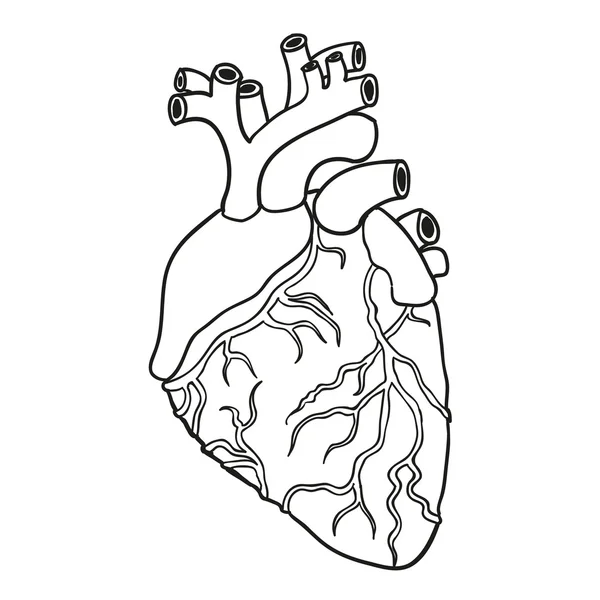 Coração humano. Ilustração vetorial . —  Vetores de Stock