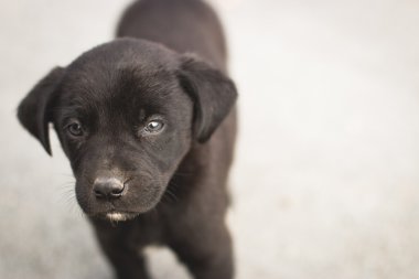 Sokak köpeği Puppie