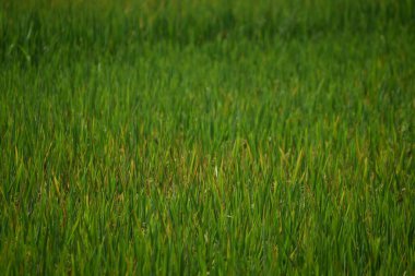 Hindistan 'daki Paddy Fields. Örnek Çin. Hint Pirinci.