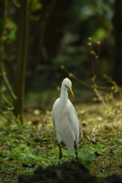 自然界に自由に生息するサギ 白サギの鳥 インドを中心に — ストック写真