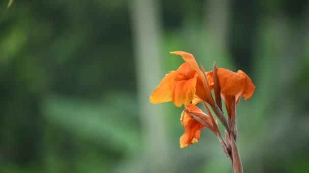 Тропічні Рослинні Квіти Зелене Листя Червоний Жовтий Кольоровий Тюльпан Квітка — стокове відео