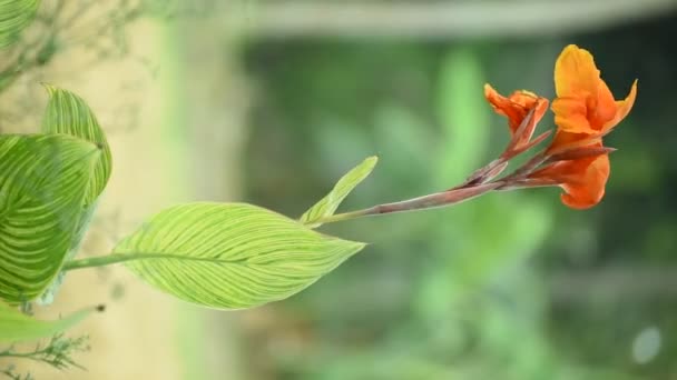 Tropical Plant Flowers Green Leaves Red Yellow Colored Tulip Flower — Stock Video