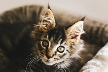 Sevgi dolu bir kedi yavrusunun portresi. Yastığının sıcaklığında evinde dinleniyor. Ana Rakun Türü