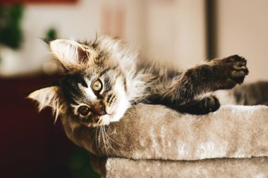 Sevgi dolu bir kedi yavrusunun portresi. Yastığının sıcaklığında evinde dinleniyor. Ana Rakun Türü