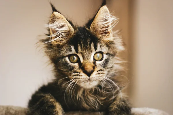 Retrato de un adorable gatito peludo relajándose en casa — Foto de Stock