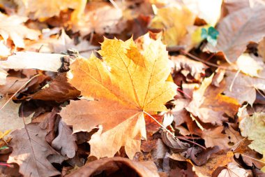 Yerde akçaağaç yaprağı var.