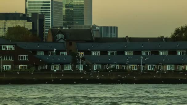Meeuwen on Thames bij Canary Wharf, London, zonsondergang — Stockvideo
