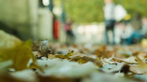 Mensen lopen, Herfstbladeren — Stockvideo