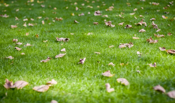 Foglie autunnali su prato verde — Foto Stock
