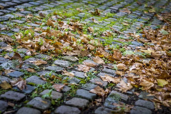 Foglie d'autunno sulla pavimentazione — Foto Stock