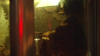 Kahve makinesi ve kahve makinesi.