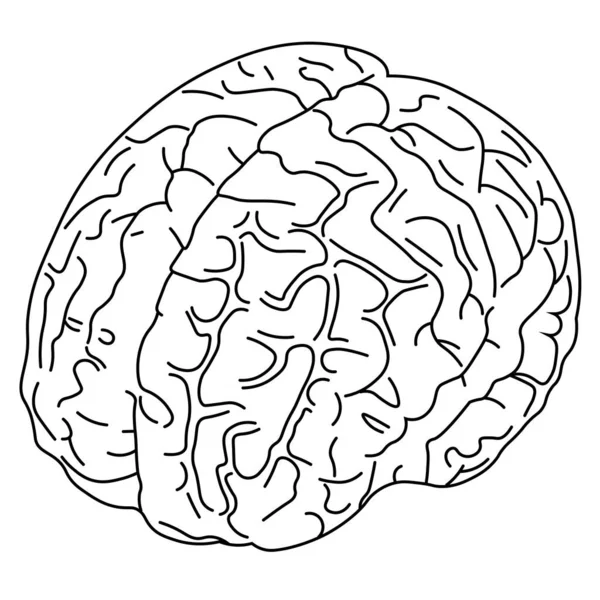 Line Art Drawing Brain Vector Illustration — Stock Vector