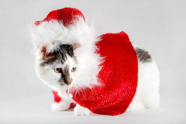 打扮成圣诞老人的猫 — 图库照片