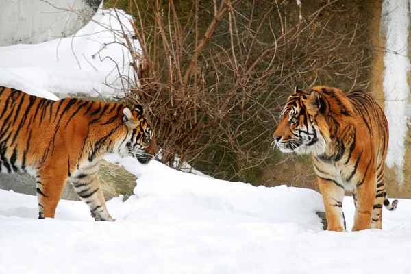 Dos tigres — Foto de Stock