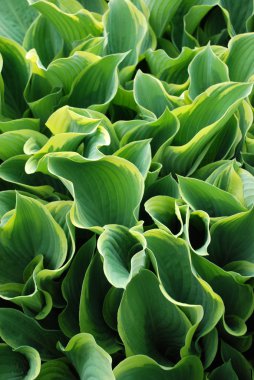 Bitki duvar kağıdı