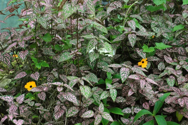 植物壁纸 — 图库照片