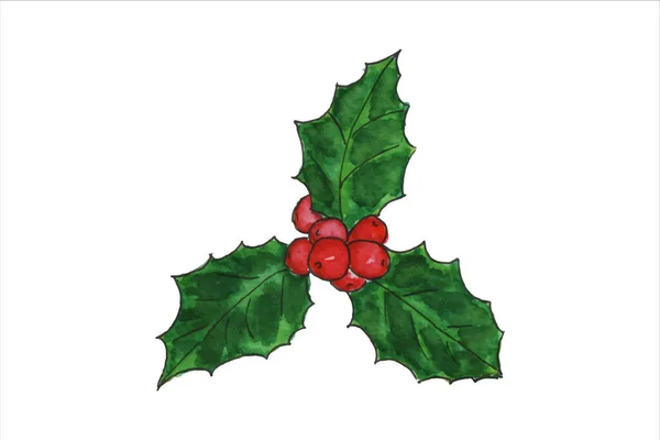 ホリーベリーミステリー植物、クリスマスと新年のシンボル. — ストックベクタ