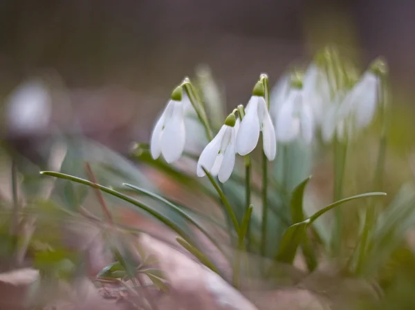 White snowdrops blooming on the hillside — Stock Photo, Image