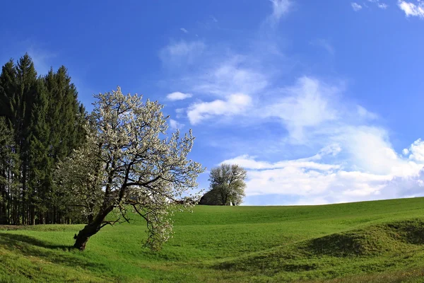 Schöne Natur pur — Stockfoto