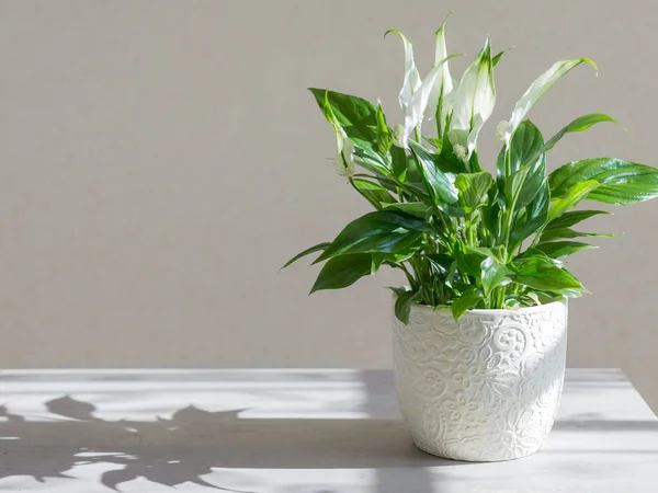 Spathiphyllum Roślin Wewnętrznych Tle Światła — Zdjęcie stockowe