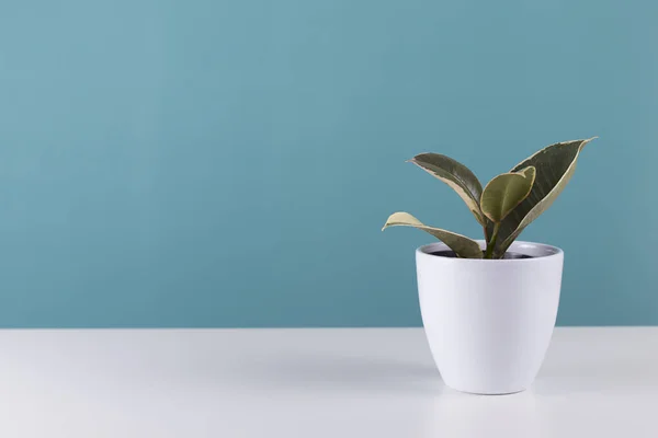 Planta de casa verde sobre fondo azul. Jardín ornamental en el apartamento. Casa verde — Foto de Stock