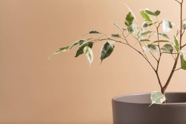 Bej arka planda yeşil bir tropikal bitkinin bir dalı ve bir kopyası var. Minimalist soyut arkaplan