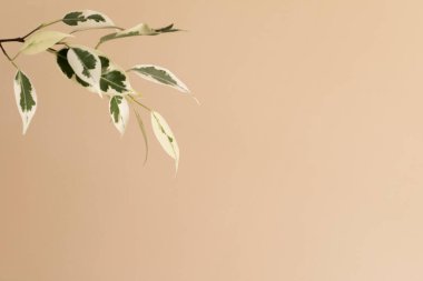 Bej arka planda yeşil bir tropikal bitkinin bir dalı ve bir kopyası var. Minimalist soyut arkaplan