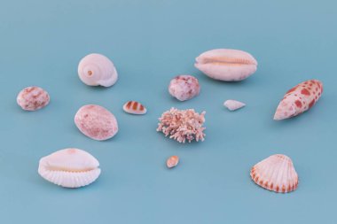 Yaz mevsimi arkaplanı - mavi bir zemin üzerinde kabuklar ve mercanlar.