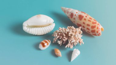 Yaz mevsimi arkaplanı - mavi bir zemin üzerinde kabuklar ve mercanlar.