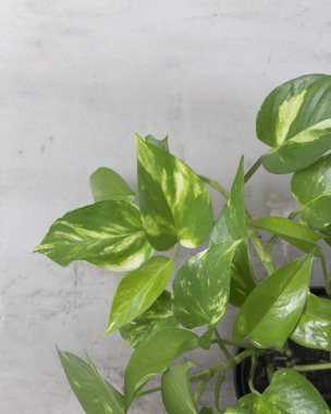 yeşil ev bitkisi Scindapsus Epipremnum gri arka planda. Apartmanda süs bahçesi var. Yeşil ev 