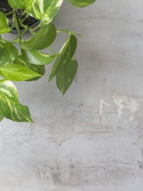 yeşil ev bitkisi Scindapsus Epipremnum gri arka planda. Apartmanda süs bahçesi var. Yeşil ev 