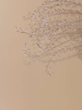 Bej bir arka planda kuru bej çimenler. Güzel doğa akımı dekoru. Minimalist nötr konsept. Yakın çekim.