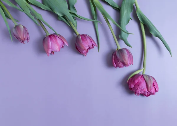 Greeting card with pink tulips on purple background — Stock Photo, Image