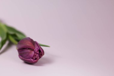 Pembe arka planda pembe lale olan tebrik kartı. 