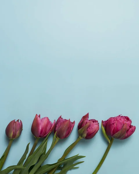 Greeting card with pink tulips on blue background — Stock Photo, Image