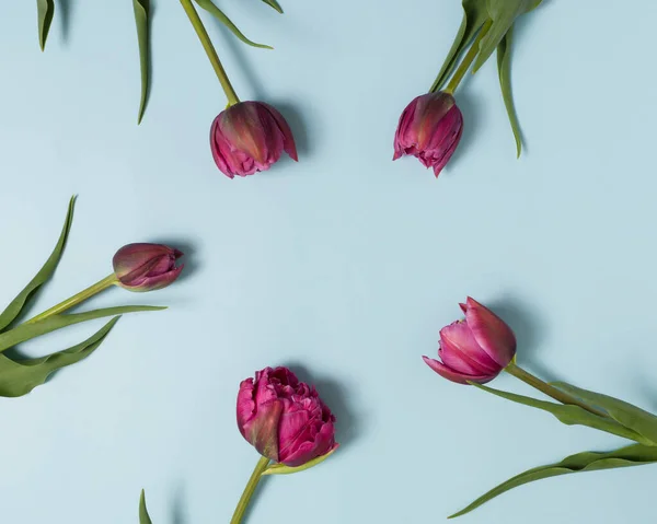 Greeting card with pink tulips on blue background — Stock Photo, Image