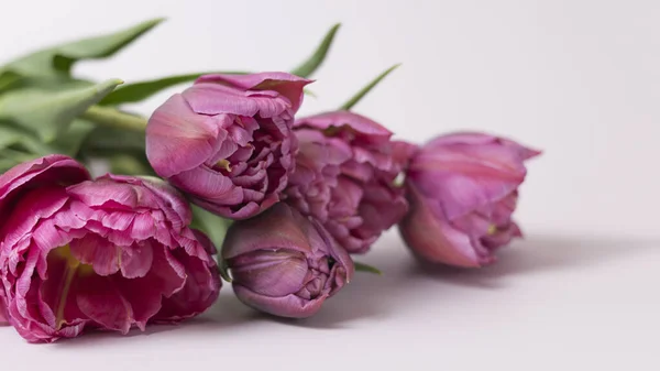 Greeting card with pink tulip on pink background — Stock Photo, Image