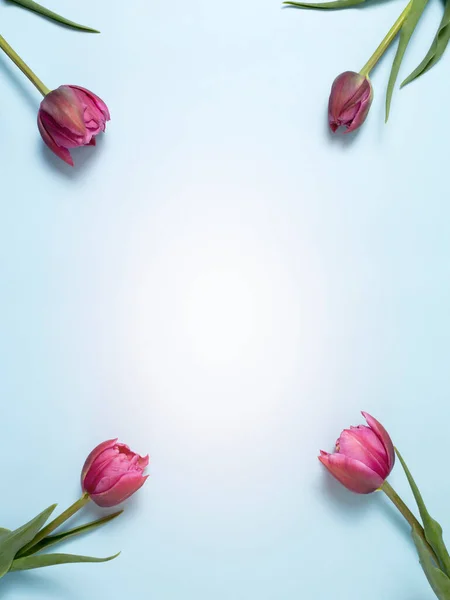 Pink tulips on blue background. Greeting card. — Stock Photo, Image