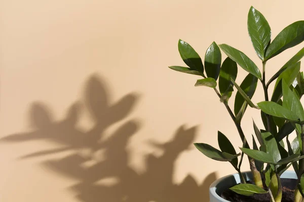 Planta tropical verde zamioculcas en las sombras de la luz del sol sobre un fondo beige con un espacio de copia. Jardín ornamental en el apartamento. Concepto de decoración interior moderno mínimo. — Foto de Stock