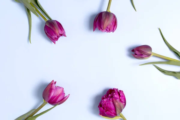 Spring pink tulip on light blue background. Easter and spring Greeting card. Woman day concept. Copyspace for text — Stock Photo, Image