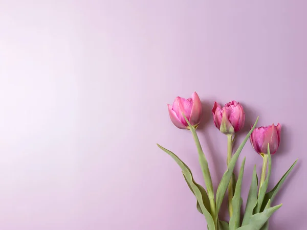Pink tulips on purple background. Greeting card. — Stock Photo, Image