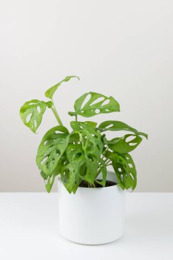 Beyaz arka planda tropik Monstera Adansonii ya da Monstera Monkey Maskeli Yaprağı