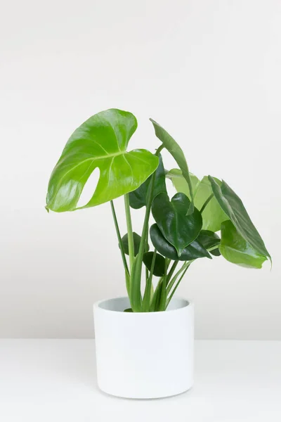 Tropical Monstera deliciosa en maceta blanca sobre fondo blanco. Inicio jardinería concepto minimalista de moda — Foto de Stock