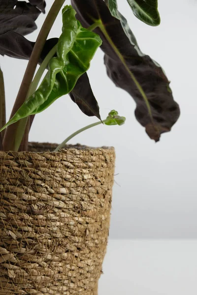 Planta interior alocasia sobre fondo blanco. minimalismo de moda. De cerca. — Foto de Stock