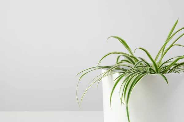 Planta casera en maceta blanca. planta de araña. clorofila. casa jardín minimalista. — Foto de Stock
