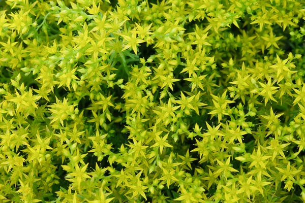 Sárga virágok növény háttér. Közelről. Fénymásolási hely — Stock Fotó